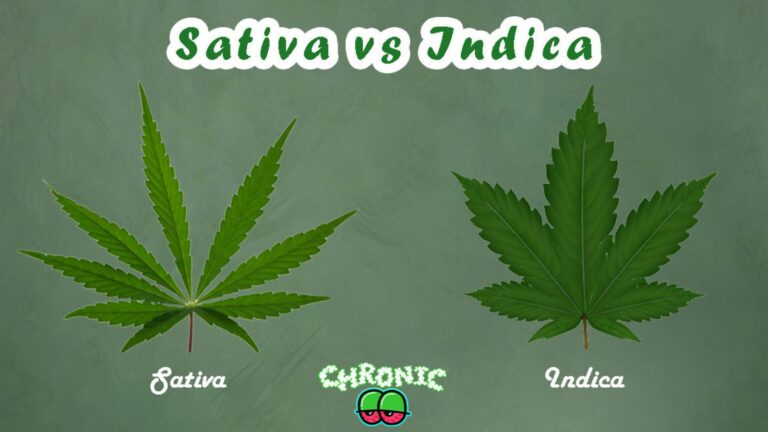 Jealousy Strain Indica or Sativa